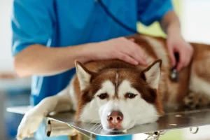 Choosing between in-home and clinic euthanasia